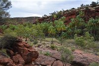 Palm Valley and Hermannsburg 1 Day 4WD Tour - Attractions Brisbane