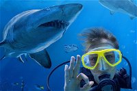 Shark Dive Xtreme at SEA LIFE Sydney Aquarium - Foster Accommodation