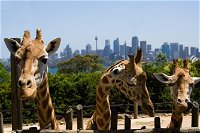 Sydney Taronga Zoo General Entry Ticket - Foster Accommodation