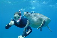 3-Hour Sea Turtle Snorkeling Experience in Byron Bay - QLD Tourism