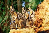 Sydney Harbour Hop On Hop Off Cruise with Taronga Zoo entry - eAccommodation