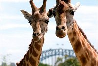 Sydney Harbour Ferry with Taronga Zoo Entry Ticket - eAccommodation