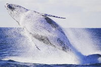 Whale Watching Sailing Experience in Sydney