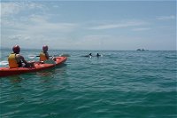 Kayaking with Dolphins in Byron Bay Guided Tour - Sydney Tourism