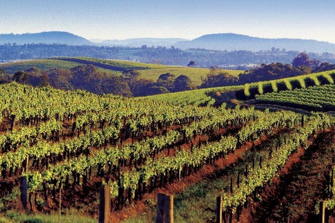 Private Day Trip to Hunter Valley from Sydney with Pickup Sydney