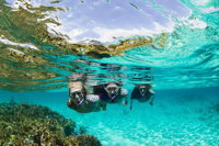 Sydney 3-Hour Snorkeling Tour - Foster Accommodation