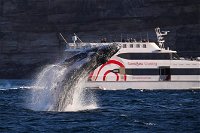 3 Hour Discovery Cruise Ultimate Whale Watching Experience - eAccommodation