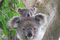 Byron Bay Wildlife Safari - Australia Accommodation