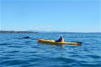 Whale Watching by Sea Kayak in Batemans Bay - Sydney Tourism