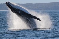 Jervis Bay Whale Watching Tour - Accommodation Newcastle