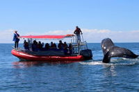 Byron Bay Whale Watching Cruise - QLD Tourism