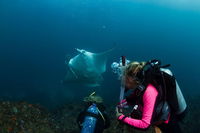 5-Hour Byron Bay Introductory Scuba Diving Tour - SA Accommodation