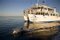 Jervis Bay Dolphin Watch Cruise - Accommodation Yamba