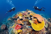 Agincourt Reef - Carnarvon Accommodation