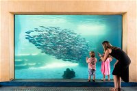 AQWA the Aquarium of Western Australia - Kingaroy Accommodation