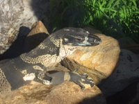 Armadale Reptile Centre - Accommodation Broken Hill