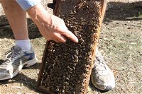 Bees on Keswick Island - WA Accommodation