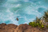 Birdwatching on the Fraser Coast - Attractions