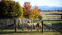 Blackwattle Alpaca Farm - Accommodation Noosa