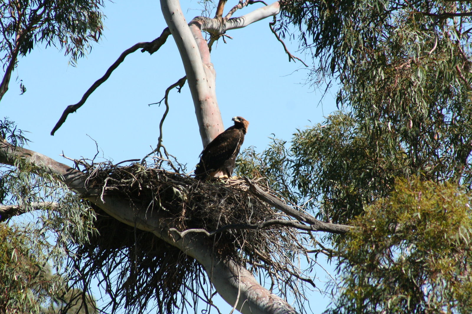 Leneva VIC Mackay Tourism