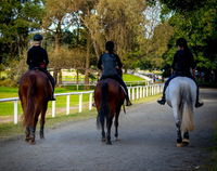 Centennial Stables - Redcliffe Tourism