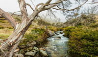 Dead Horse Gap walking track - Attractions