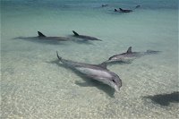 Dolphins of Monkey Mia - Accommodation Cooktown