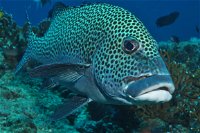 Fish Bowl Dive Site - QLD Tourism
