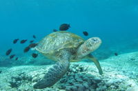 Flinders Reef Dive Site - eAccommodation