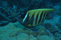 Frankland Islands Dive Site - Accommodation Bookings