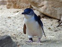 Granite Island Nature Park - Guided Penguin Tours - Accommodation Newcastle
