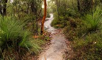 Great North walk - Brisbane Water National Park - WA Accommodation