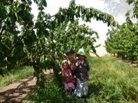 Harben Vale Pick Your Own Cherries - Accommodation Airlie Beach