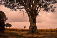 Hynam - Port Augusta Accommodation