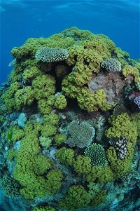 Keeper Reef Dive Site - Tourism Brisbane