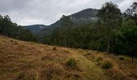 Nowendoc National Park - Accommodation Sunshine Coast