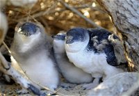Penguin Island - Accommodation Brisbane