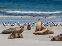 Seal Bay - Whitsundays Tourism