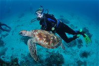 Second Reef Dive Site - Mackay Tourism