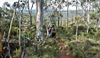 Summits Walking Track - Accommodation Sunshine Coast