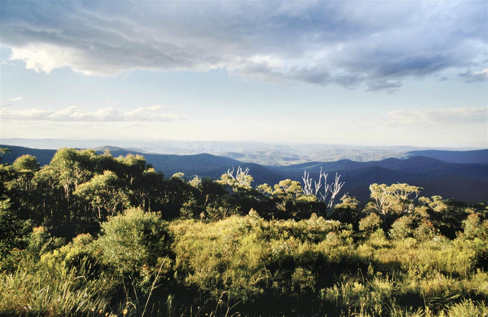 Tallowwood Ridge NSW Tourism Cairns