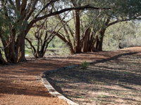 Warrego Floodplain walking track - Attractions Perth