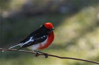Weddin Bird Trails - Accommodation ACT