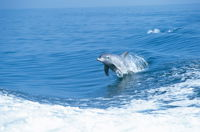 Wild Dolphin Watching - SA Accommodation