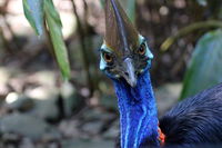 Wildlife Habitat - Accommodation Mount Tamborine