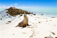 Abrolhos Islands - Carnarvon Accommodation