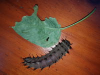 Batchelor Butterfly Farm  Pet Garden - Broome Tourism