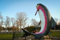 Big Trout - Attractions Melbourne
