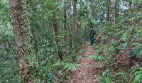 Blackbutt walking track - Tourism Cairns