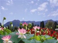 Blue Lotus Water Garden - Attractions